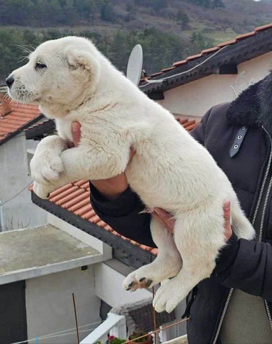 Кученца CAO Алабай