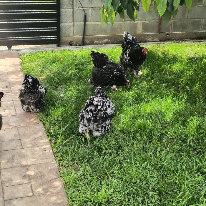 Găini brahma bobat