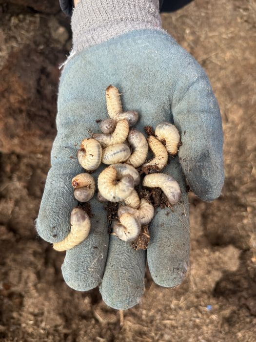 Құрт сатылады 30 тг