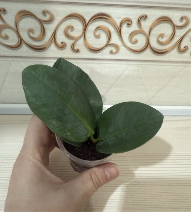 Фикусы укорененные