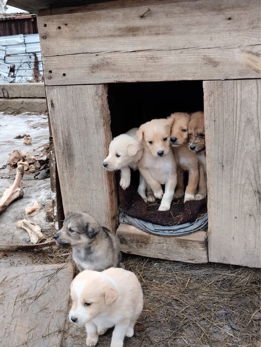 Отдам щенков в добрые руки