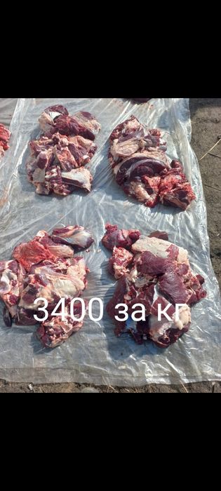 Продам мясо говядина