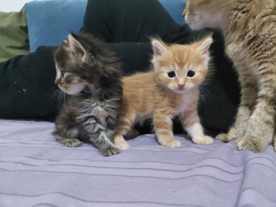 пол мейн-кун отец персидская кошка