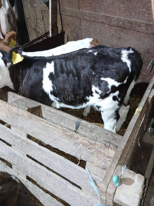 Vand 2 vitele belgiene