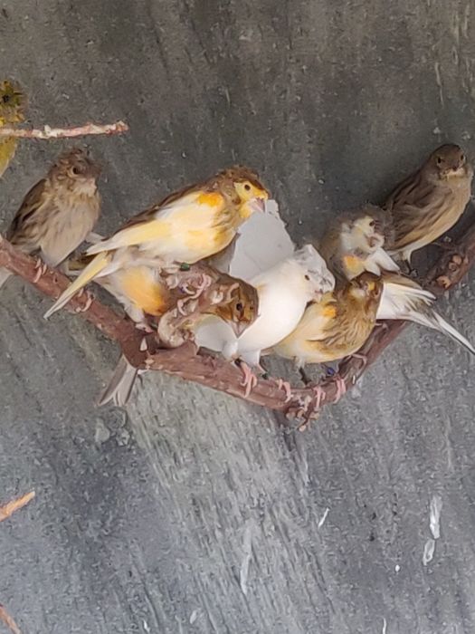 Canari de vânzare