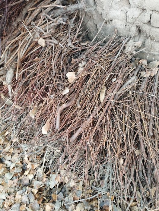 Oʻtin sotiladi quruq oʻtin narhi kelishiladi