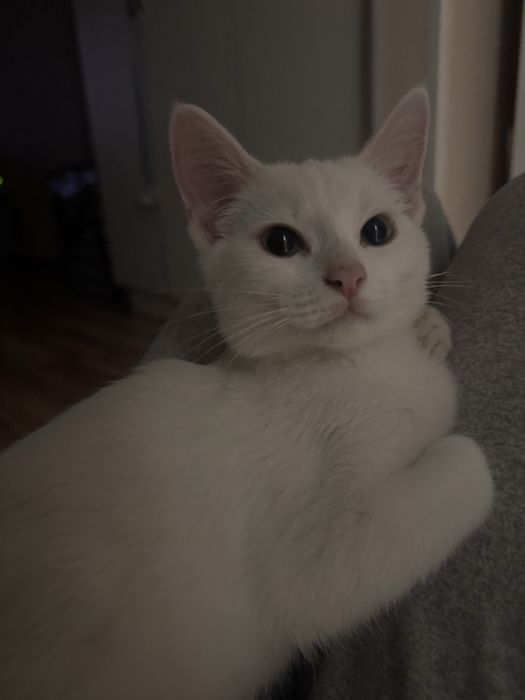 Отдам котенка в добрые руки