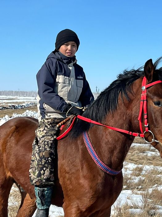 Обмен на кобылу желательно обученую