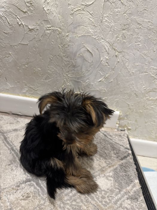 Йоркширский терьер щенок девочка