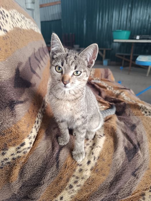 Котята в хорошие руки