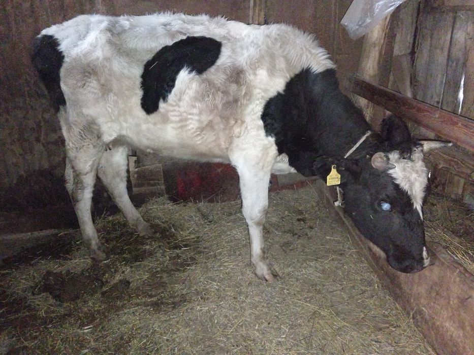 сиырлар сатылады