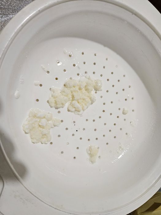 Ciuperca chefir naturala