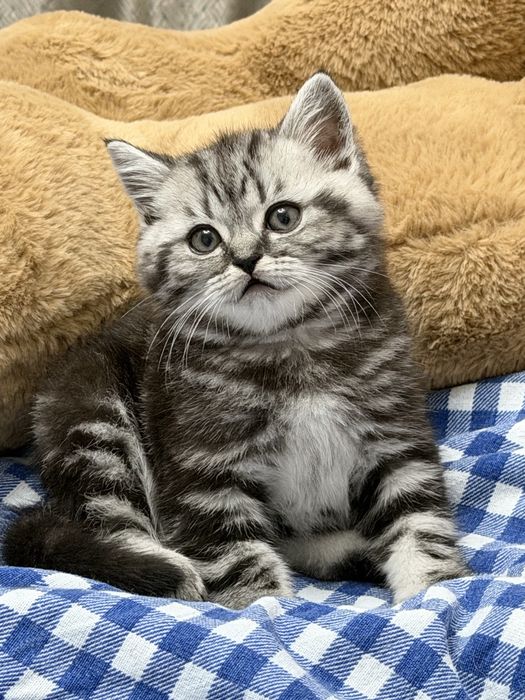 Продаётся британский котёнок