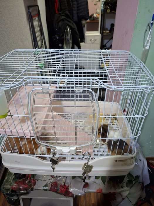 Морские свинки .С клеткой