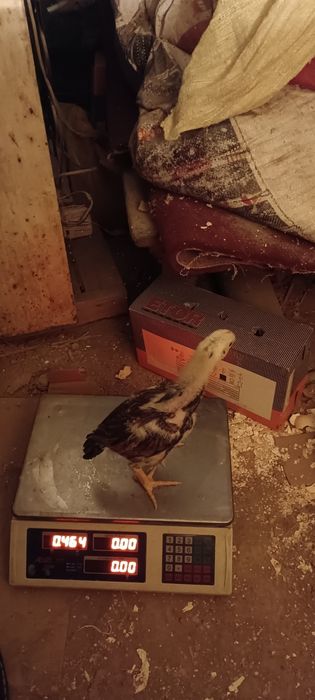 Dakan jojala sotiladi