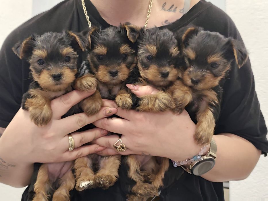 Йоркширски териер