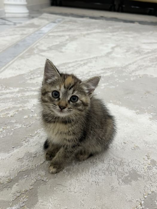 котята 2 месяца метисы