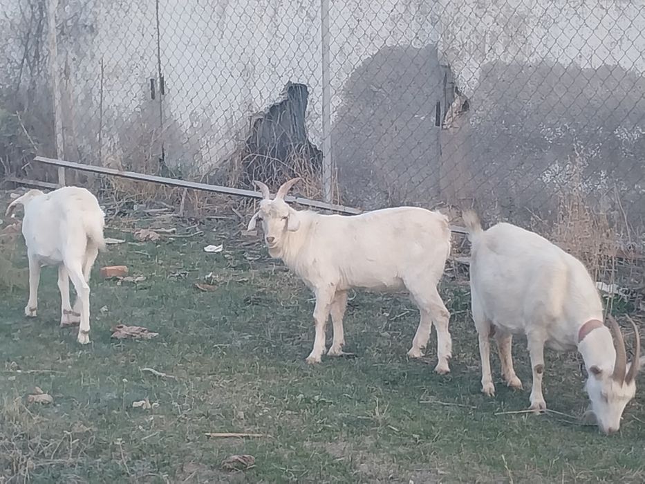 Теке сатылады.  Продам козла.