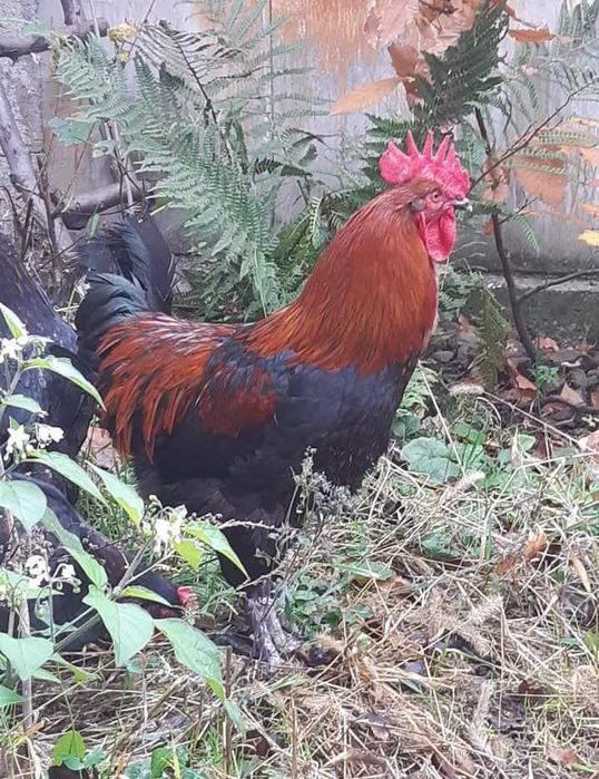 Разплодни яйца от Черен мед маран