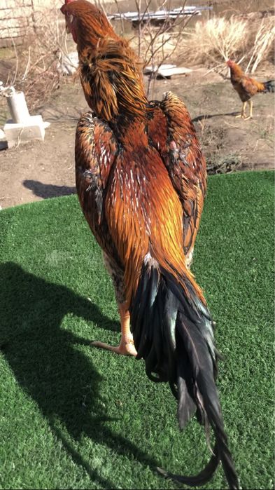 Япон  шамо  сотилади