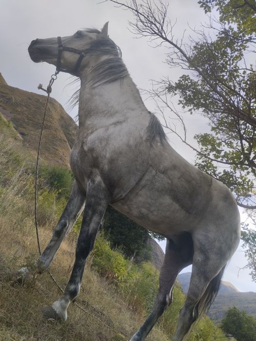 Продам Коня Айғыр