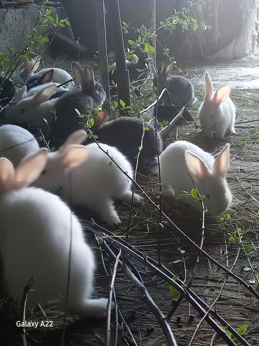 Продаются крольчата