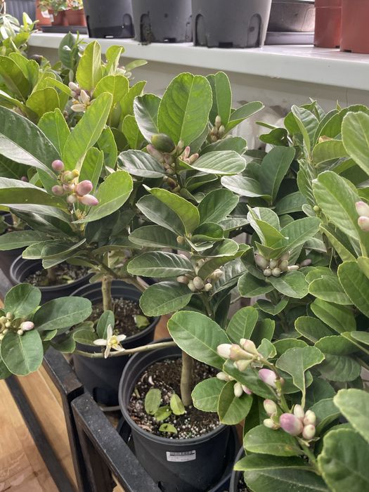 Лимон цитрус домашний