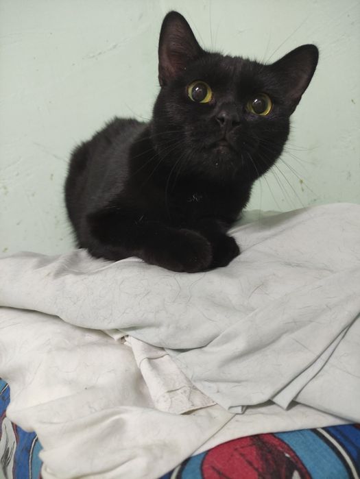 Кошечка, в хорошие руки