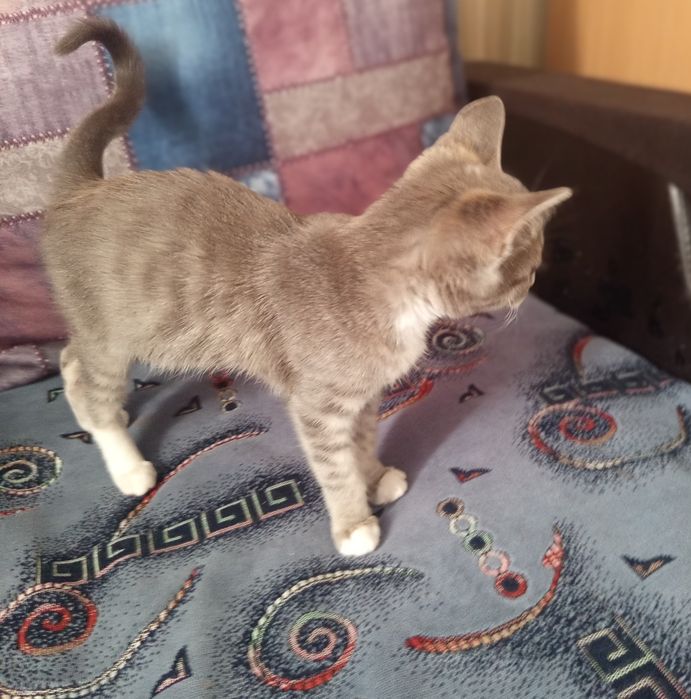 Отдам котенка в добрые руки