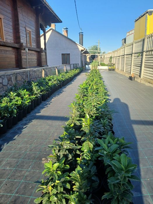 Vînd prunus laurocerasus,,chiparos tottem,albiția ,