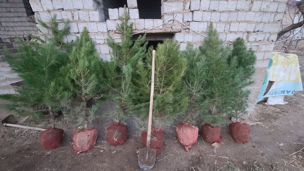 Qarag'ay (Сасна) ko'chatlari sotiladi