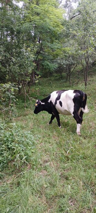 Juninca holstein