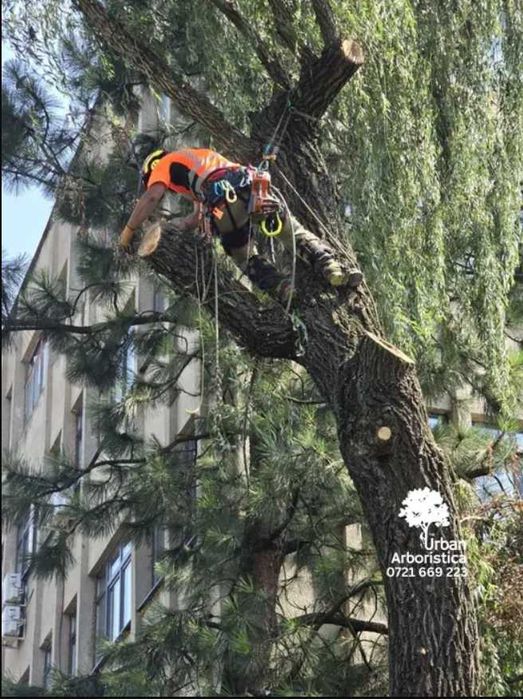 Toaletare Copaci Arbori Pomi Ingrijire Tuns Tuia Cluj-Napoca