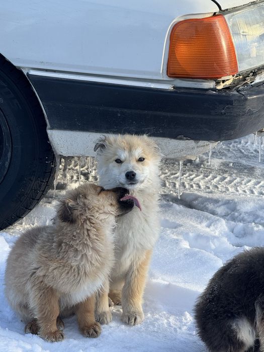 Отдам щенят хороших