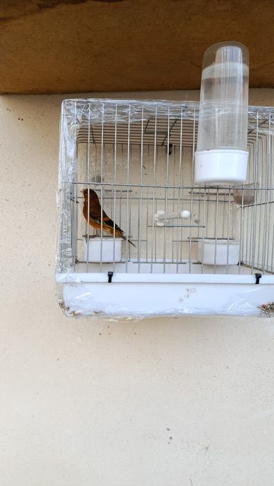 Гибрид Кокил Канарейка