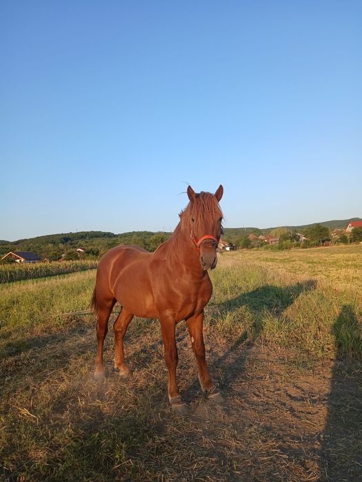 Vând cârlan  în vârstă de 2 ani