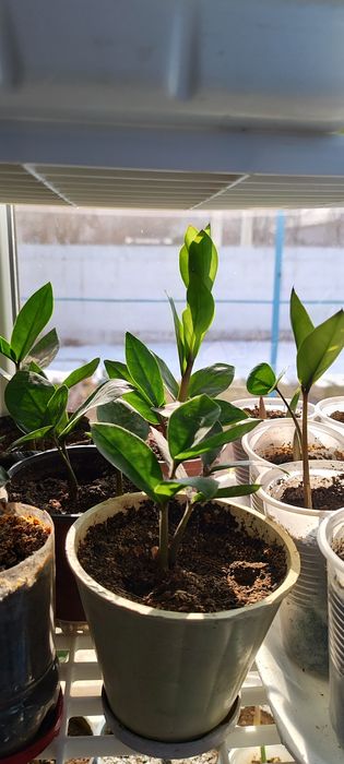 Долларовое дерево замиокулькас