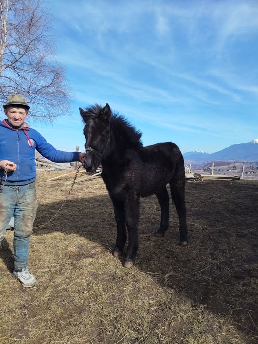 2 Cai de vânzare - sunați pt. detalii