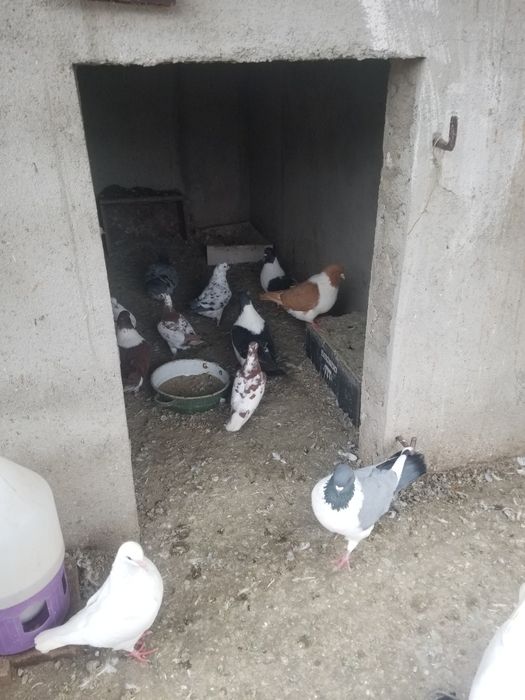 Vand perechi de porumbei