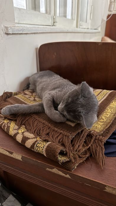 Даром котика отдадим, Uy mushugi beramiz