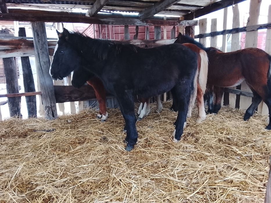12 бас жабагы сатылады Өскеменде тұр доставка бар. 7 ұрғашы 5 еркек...