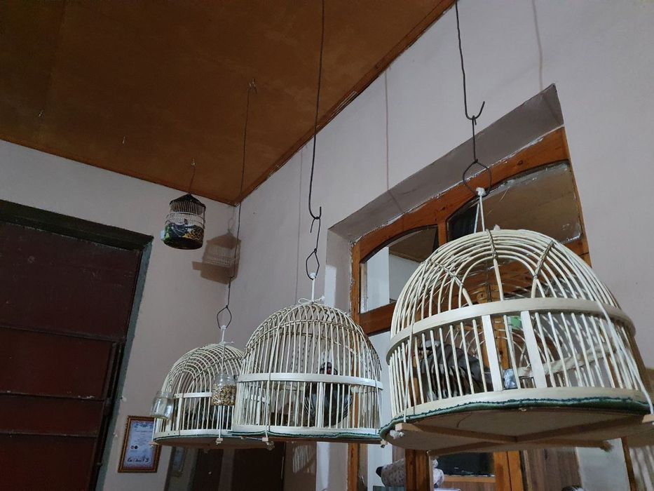 Каклик Нар серхон ром