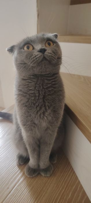 Продаётся кошка 2 года умная со всеми вещами