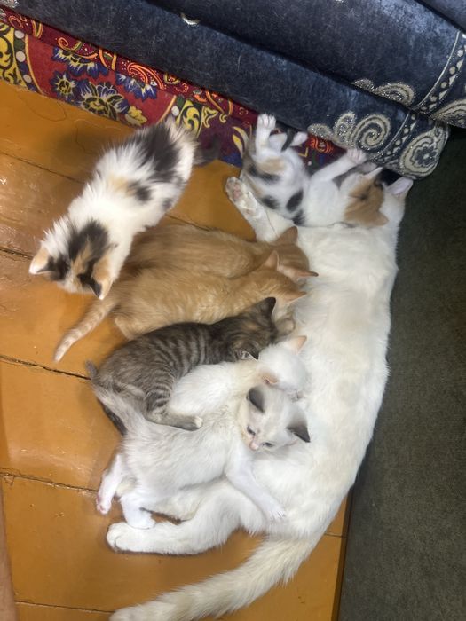 Mushuk, котики, отдаю срочно,