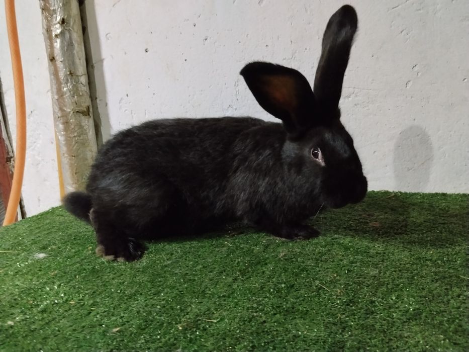 Femela fluture german