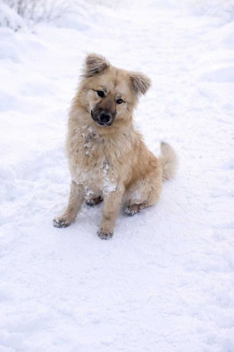 Собака - компаньон