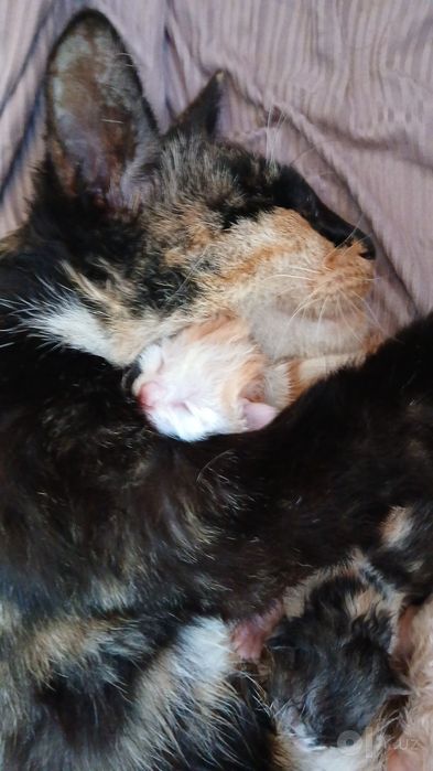 Кошка и котята 7 штук бесплатно.