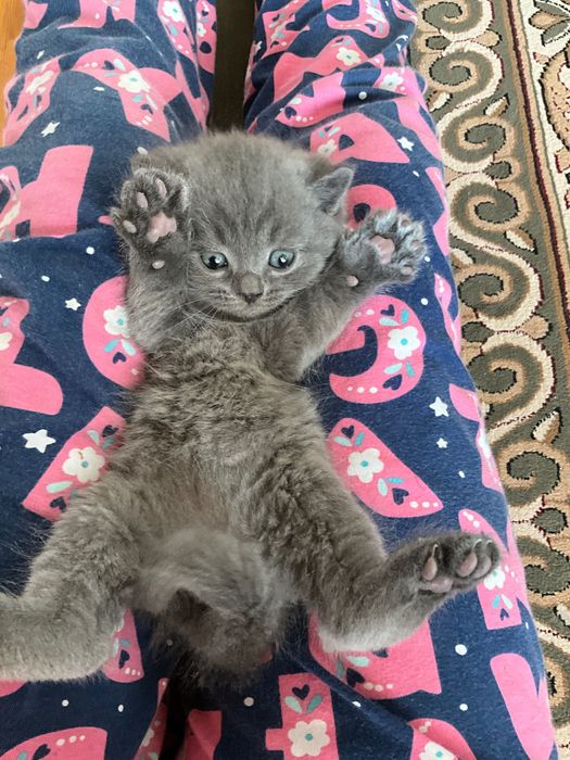 британские и шотландские котята чистокровные