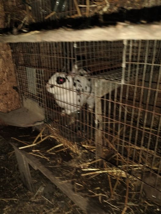 Femele gestante disponibile