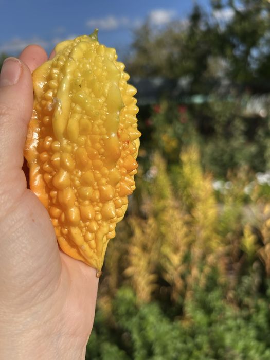 Продам семена момордики
